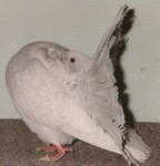 Old Opal/Reduced Hen (032/90).