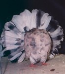 Old Almond Cock (285/93)