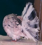 Old Almond Cock (285/93)