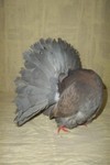 Dilute Indigo Old Hen (2081)