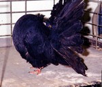 Old Black Cock (346/93)
