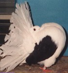 Old Black Saddle Hen (369/93)