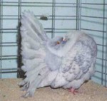 Old Reduced Black Hen (414/96)