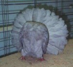 Old Reduced Black Hen (414/96)