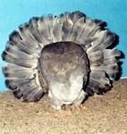 Old Tan Opal Hen (503/85)