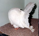 Old White Cock (554/91)