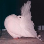 Young White Hen (661/96)
