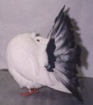 Young Tailmark Cock (672/96)