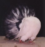 Young Tailmark Cock (672/96)