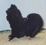 Pale Black Opal Hen (808/99)