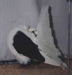 Black Saddle Cock (812/98)