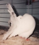 Old Tailmark Cock (821/88)