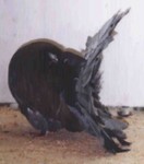 Indigo Cock (847/98)
