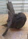 Old Dun Hen (996/99)