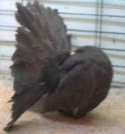 Old Dun Hen (996/99)