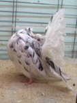 almond cock 938/99