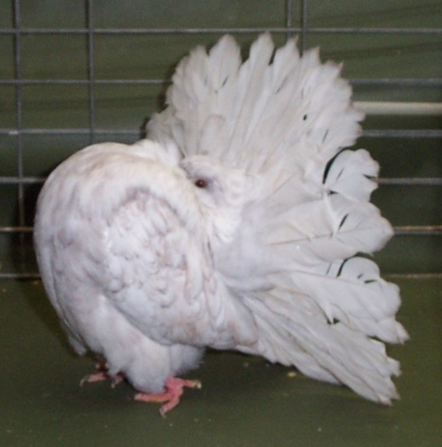 dun reduced hen 0181/01