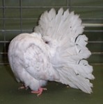 dun reduced hen 0181/01