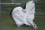 0182B/01 Andalusian Reduced Hen