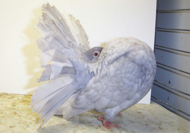 2004 reduced andalusian hen #3031. She was reserve NCC at the 2004 CFC Show