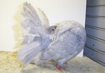 2004 reduced andalusian hen #3031. She was reserve NCC at the 2004 CFC Show