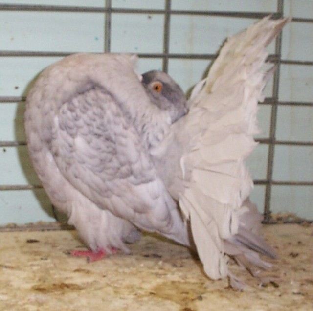 98 reduced black hen