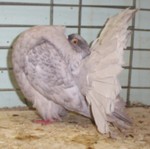 98 reduced black hen