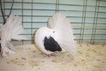 young Black Saddle Hen 4006/04