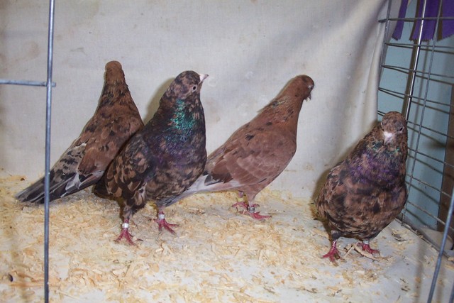 Classical Almond Rollers. These birds are NOT flown. They are bred for their colour qualities alone.