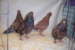Classical Almond Rollers. These birds are NOT flown. They are bred for their colour qualities alone.