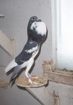 Best Opposite Sex Pigmy Hen 2004