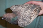 another view of rare colour expression