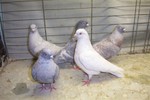 a variety of expressions of REDUCED Rollers. They perform well but are raised for their colour.