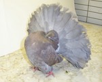 This is a top view of Dilute Indigo Hen 2081/02. She has been shown 4 times. She was Reserve Champion at the 2004 Central fantail Club Show in Ann Arbor Michigan with Joe Schabert judging. She was Champion at the Georgian Bay Cup in 2004. She was Champion at the Central Canada Annual Fantail Meet with Lance Christensan Judging, and Reserve Champion at the CCFC Fanarama with Dominic Zarlenga judging.