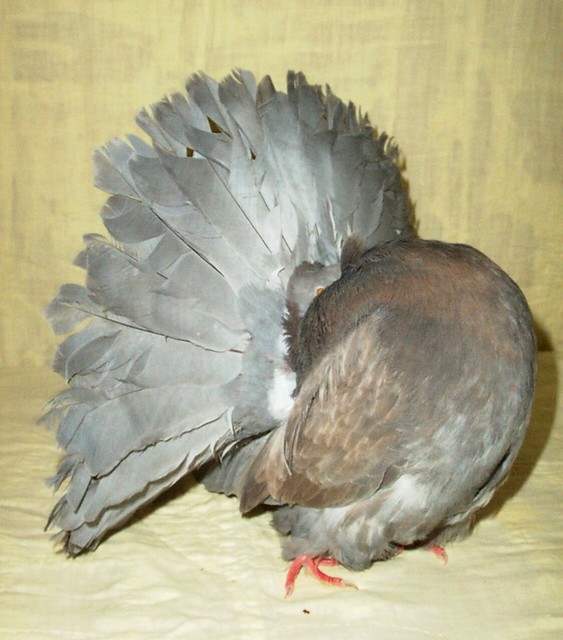 a 3/4 view of 2081/02