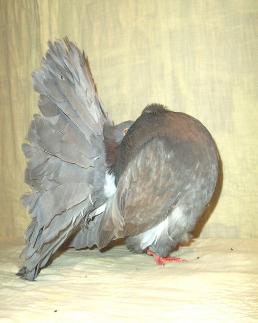 a profile view of 2081/02